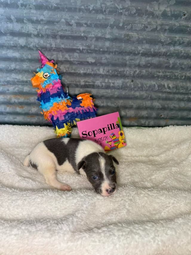 Rat Terrier Puppies media 5