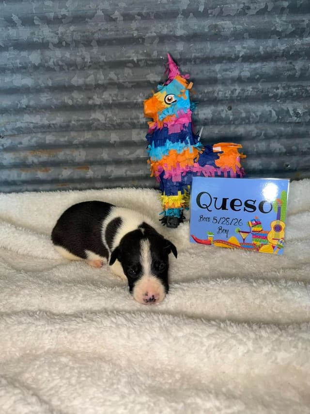 Rat Terrier Puppies media 6