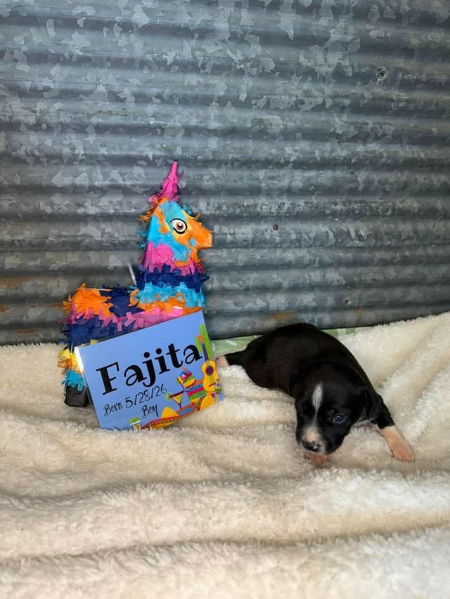 Rat Terrier Puppies media 7