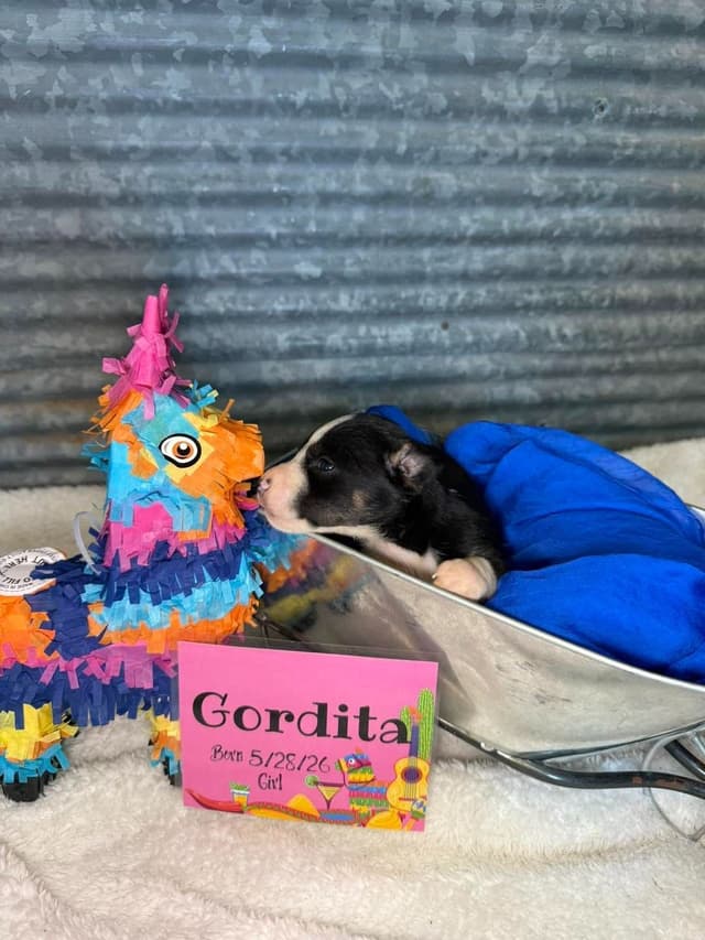 Rat Terrier Puppies media 8