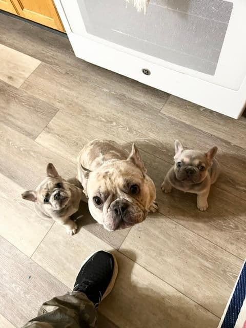 French Bulldog Puppies media 2
