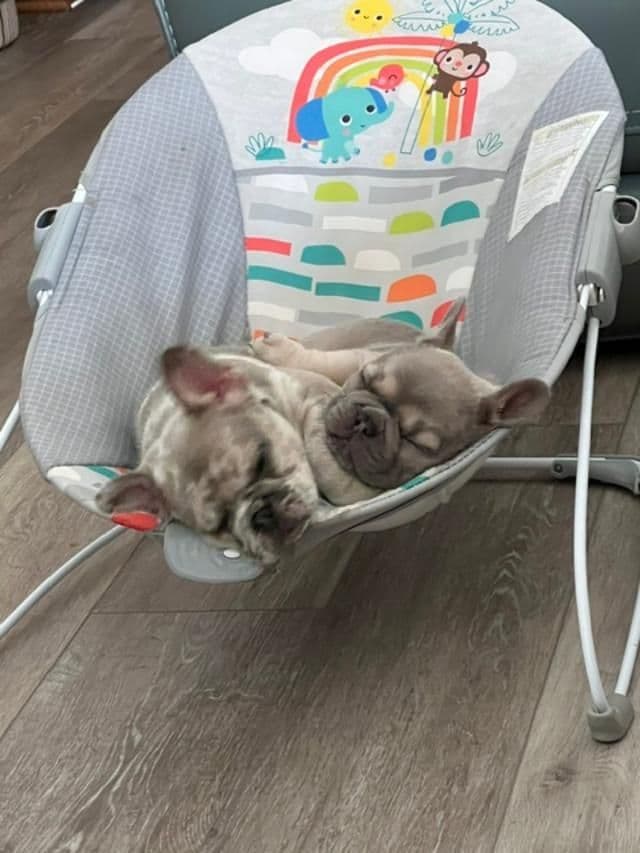 French Bulldog Puppies media 3