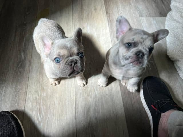 French Bulldog Puppies media 4