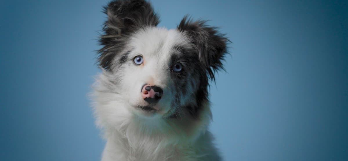 All pups are rehomed from this litter breeder image 9
