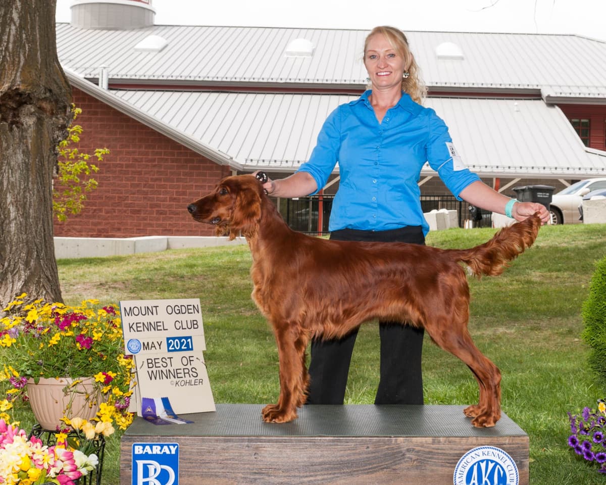 All pups are rehomed from this litter breeder image 8