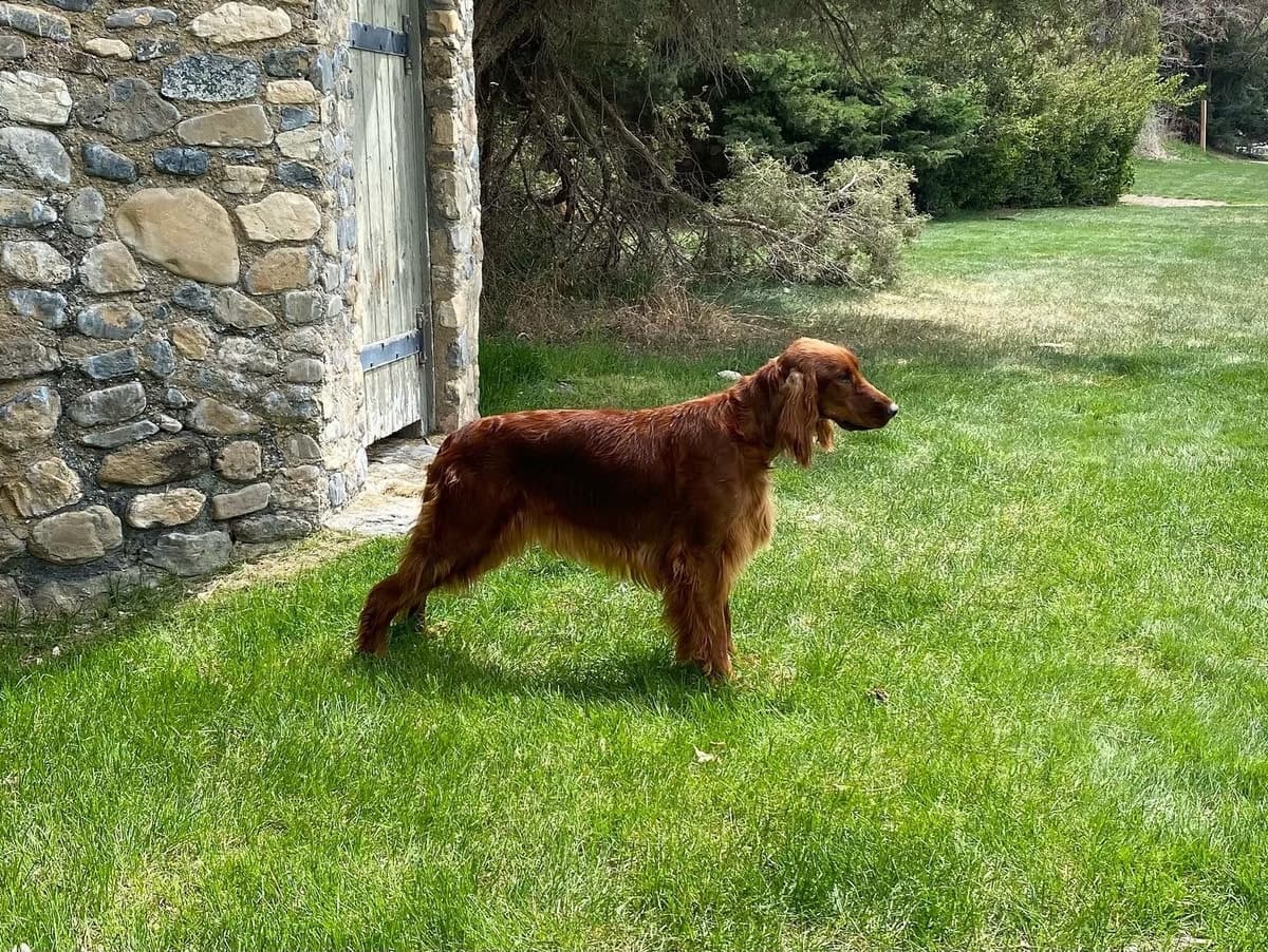 All pups are rehomed from this litter breeder image 11