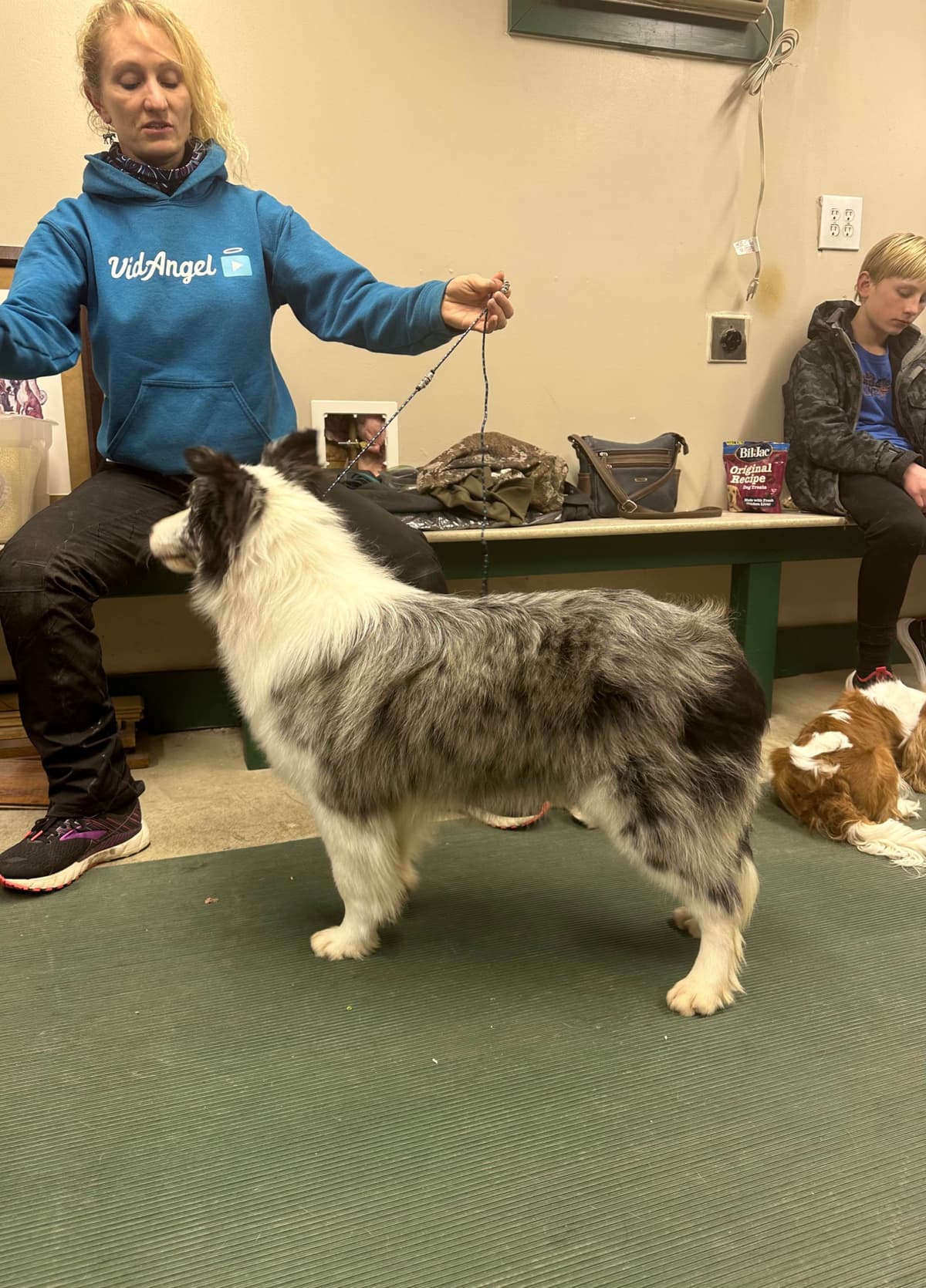 All pups are rehomed from this litter breeder image 12