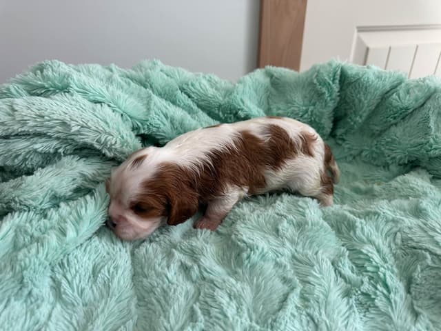 All pups are rehomed from this litter media 2