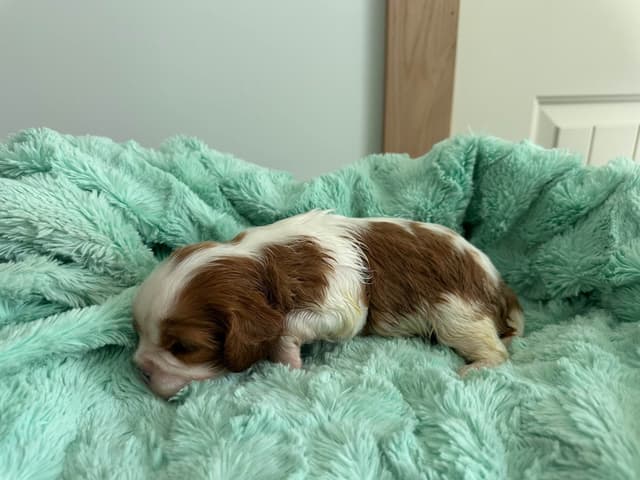 All pups are rehomed from this litter media 3