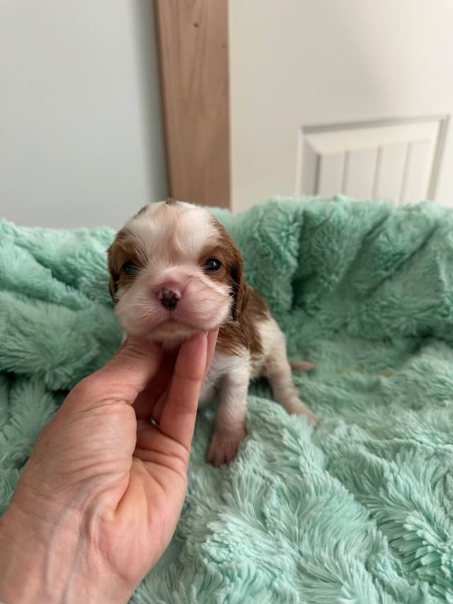 All pups are rehomed from this litter media 4