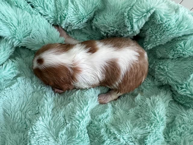 All pups are rehomed from this litter media 5