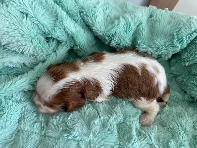 All pups are rehomed from this litter media 6
