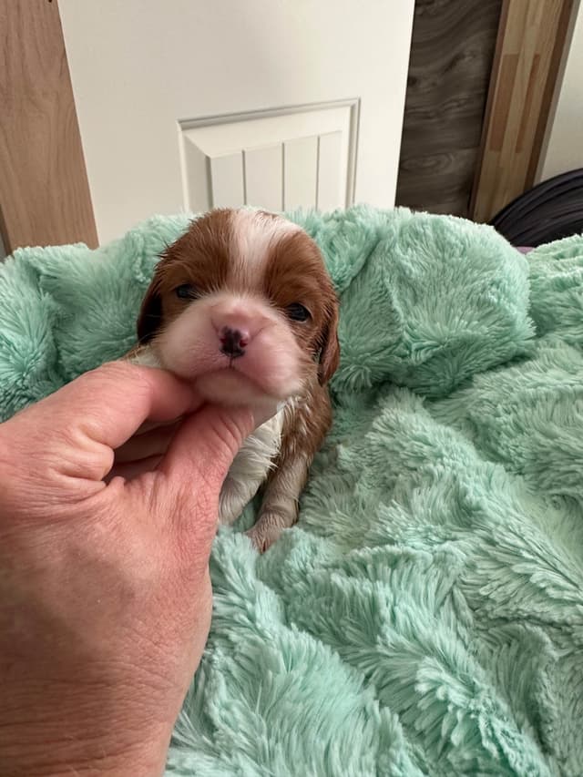 All pups are rehomed from this litter media 7