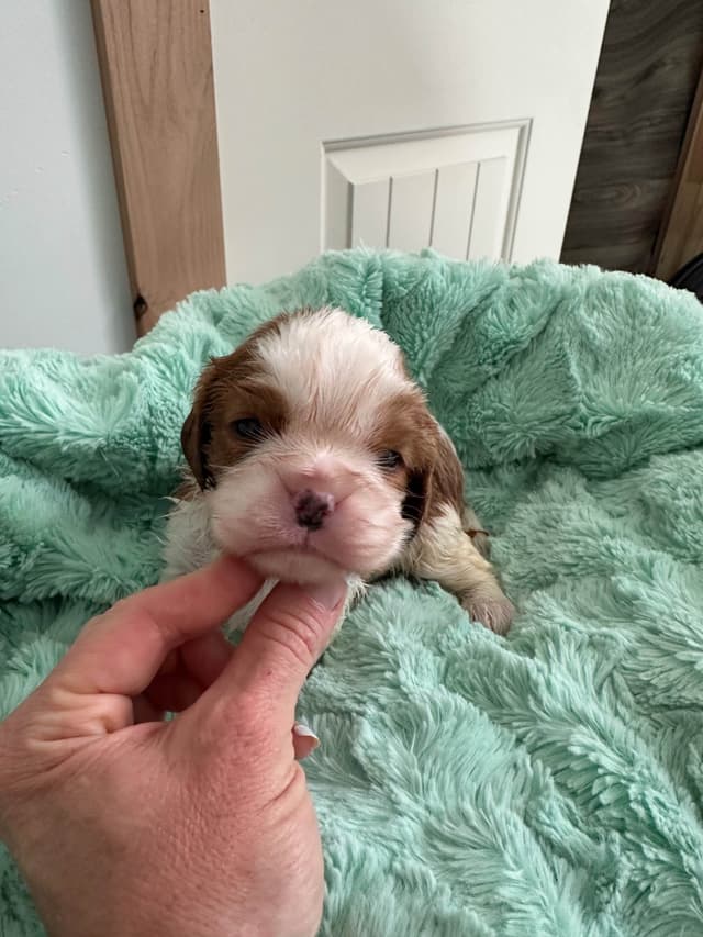 All pups are rehomed from this litter media 8