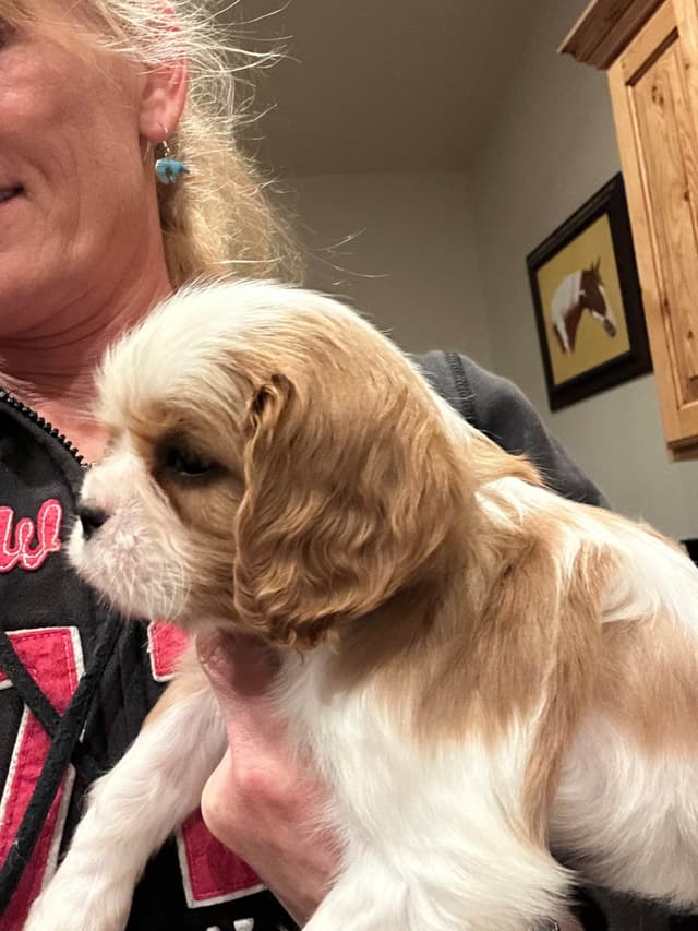 All pups are rehomed from this litter media 12
