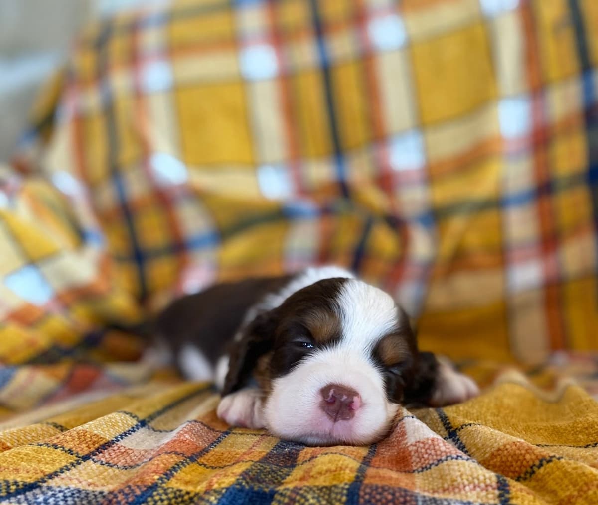 English Springer Spaniel Puppies breeder image 1