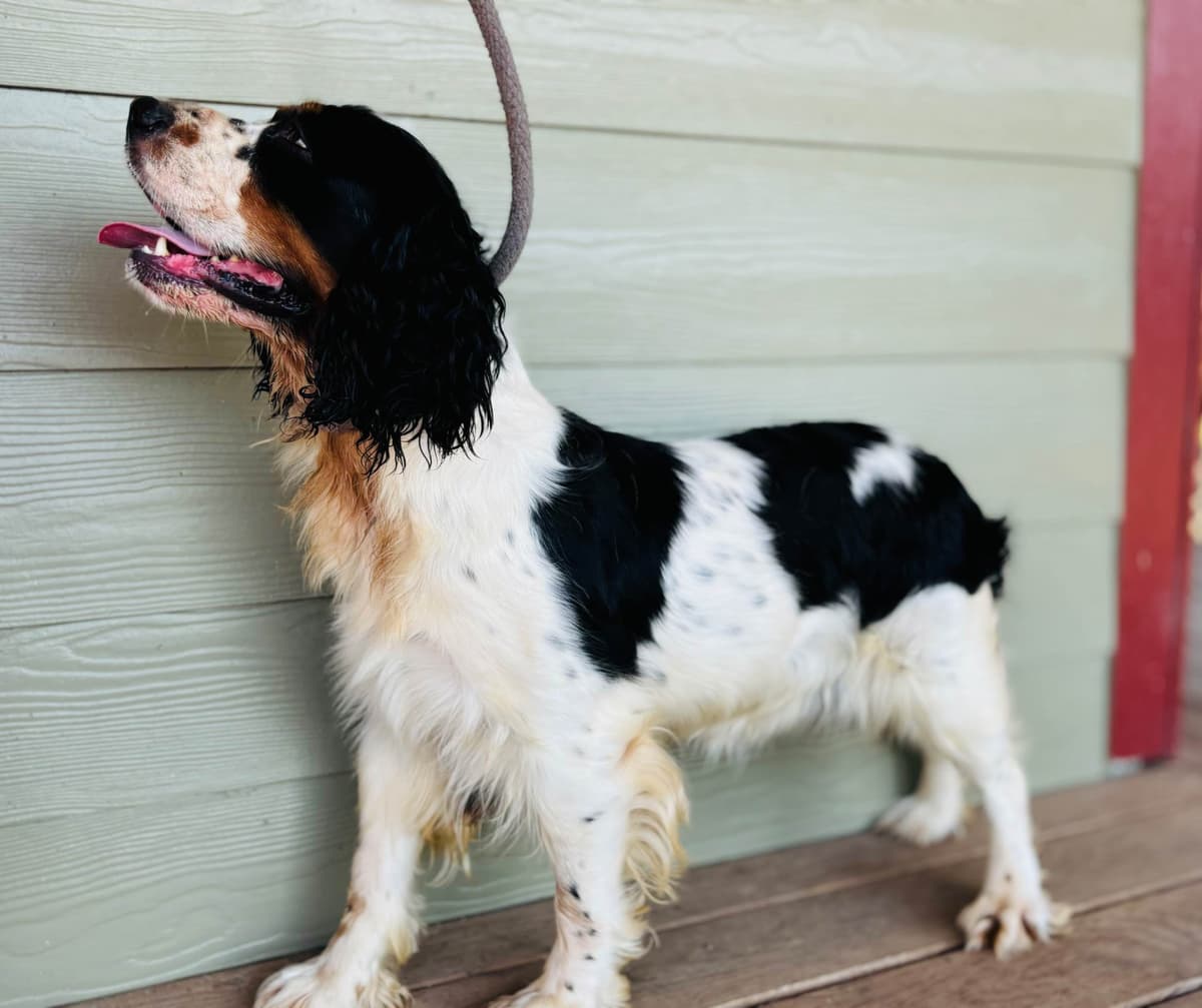 English Springer Spaniel Puppies breeder image 3