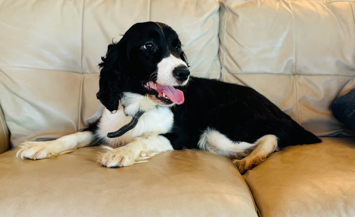 English Springer Spaniel Puppies breeder image 7