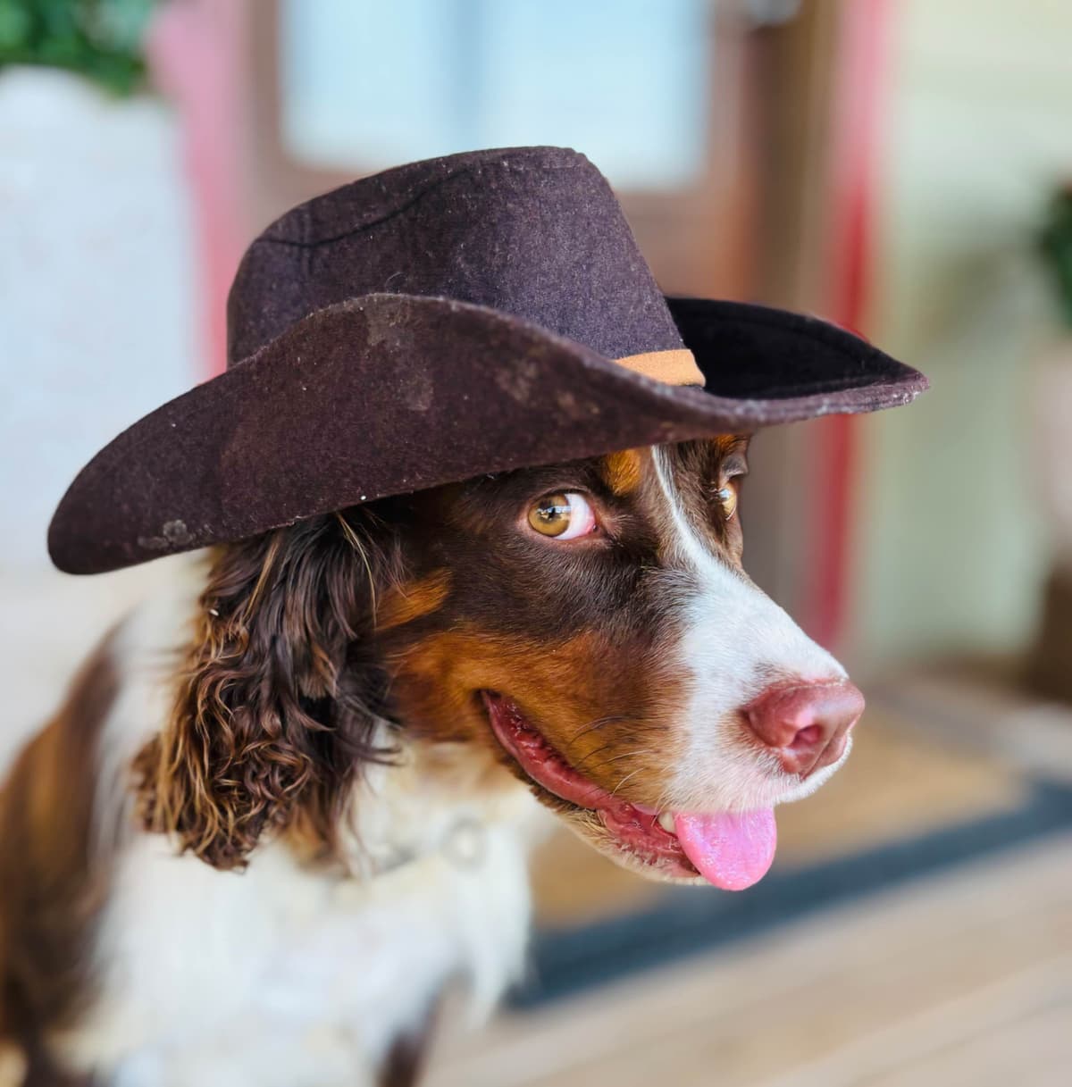 English Springer Spaniel Puppies breeder image 5