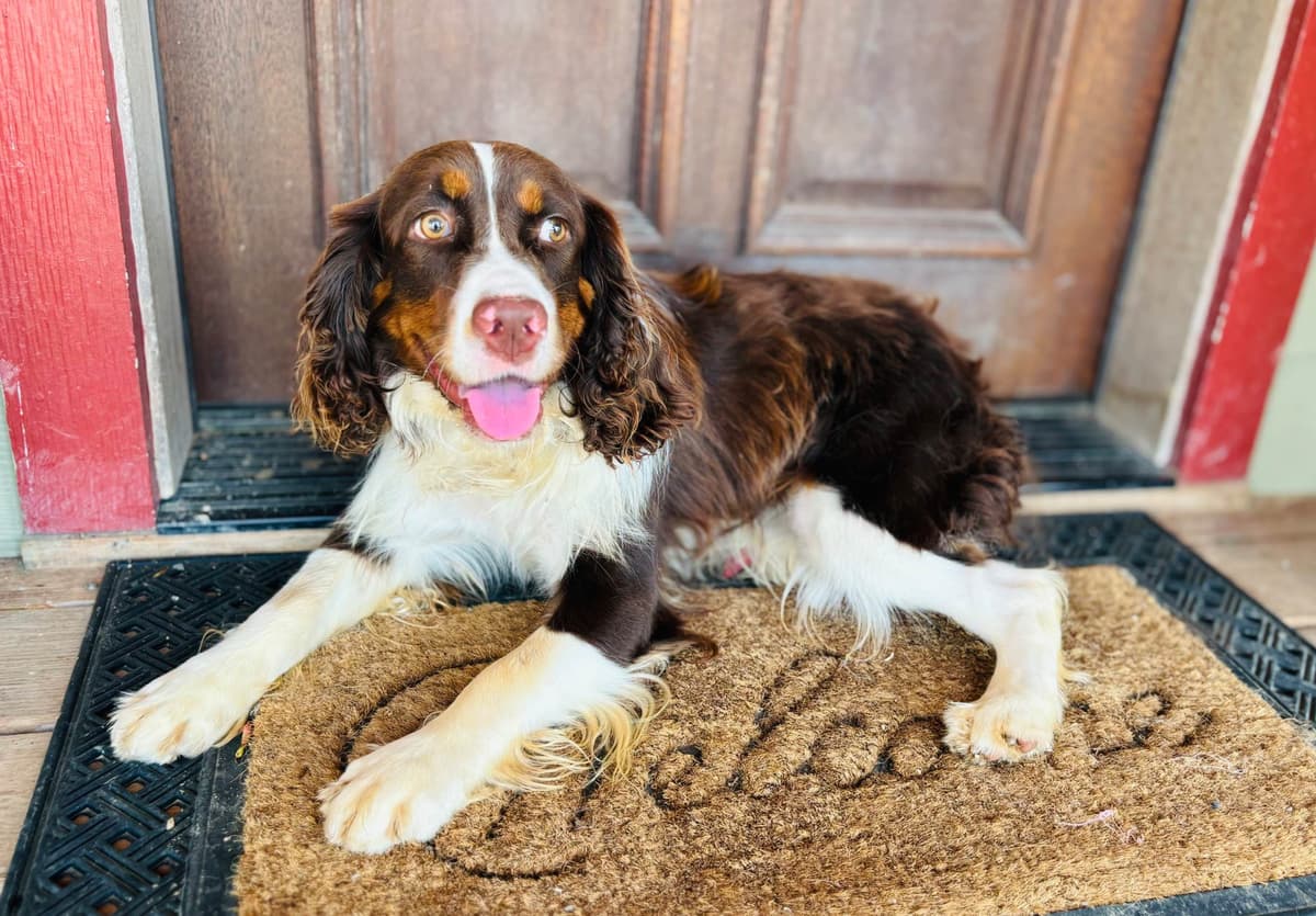 English Springer Spaniel Puppies breeder image 4