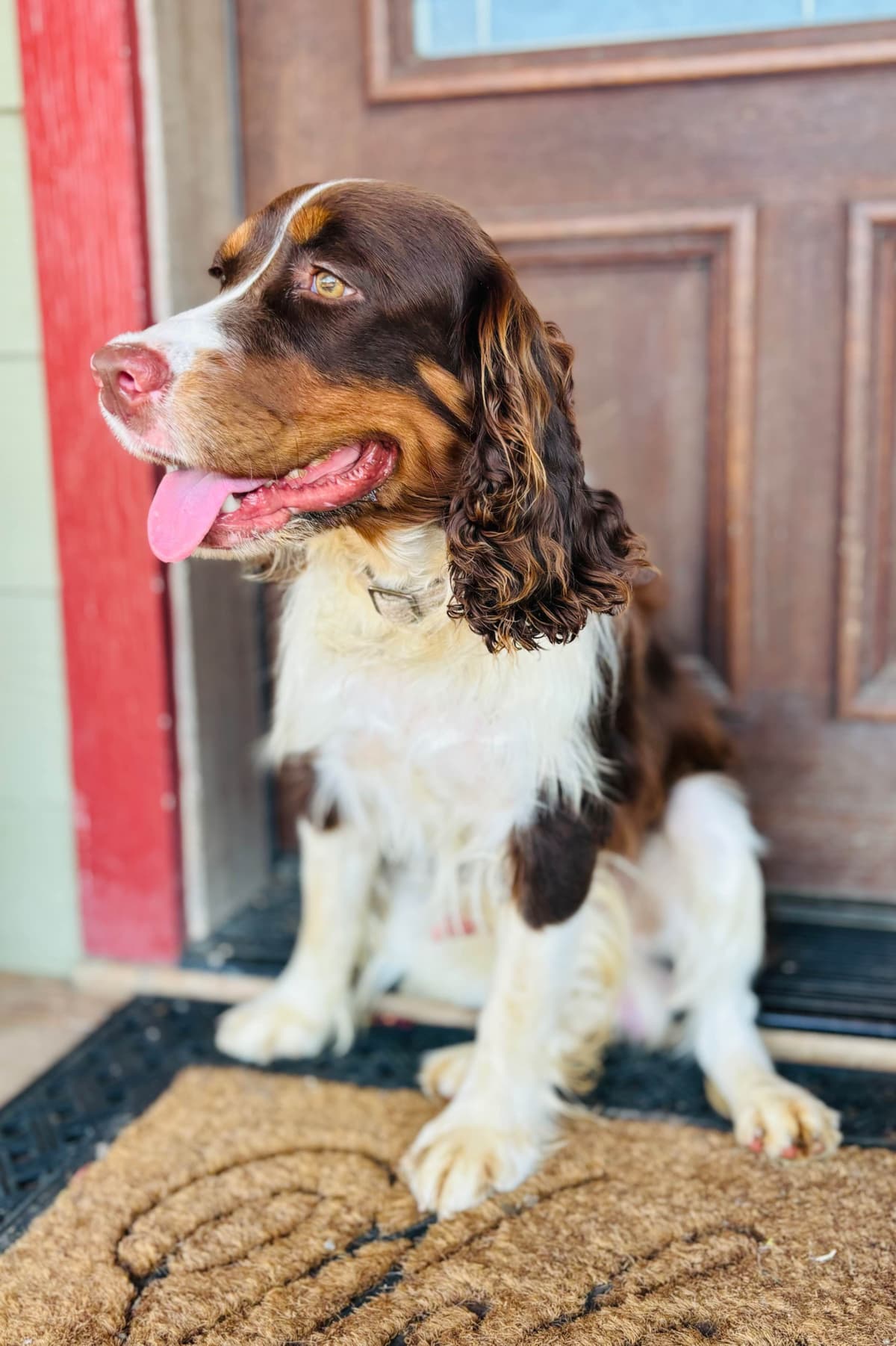 English Springer Spaniel Puppies breeder image 6