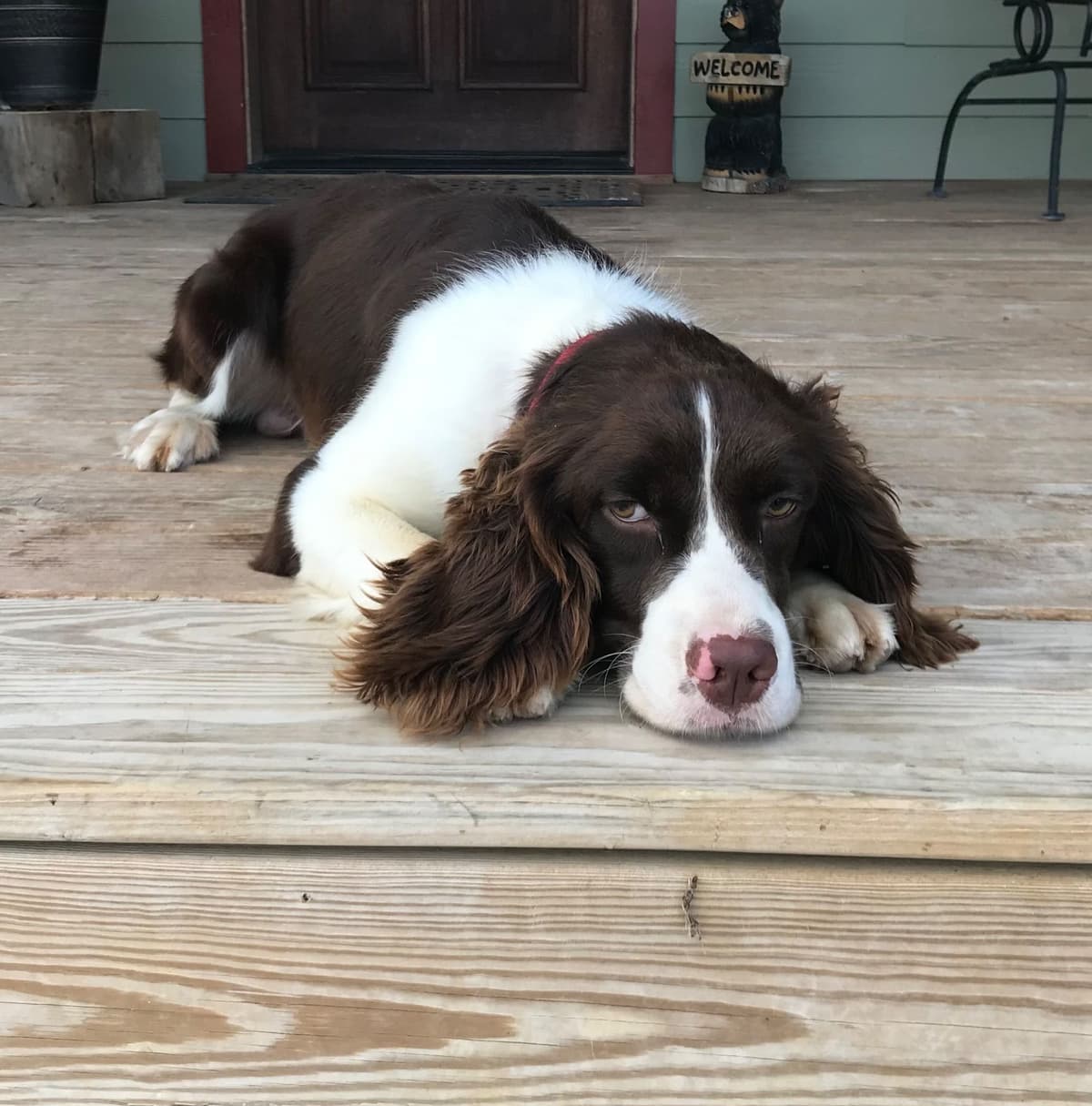 English Springer Spaniel Puppies breeder image 10