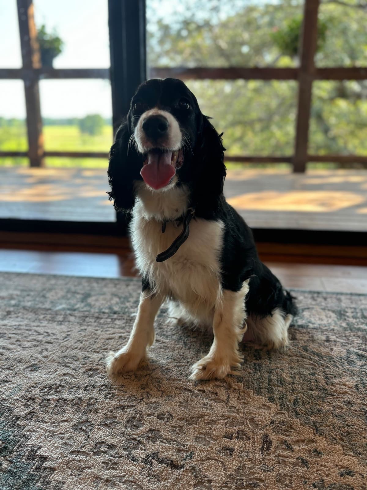 English Springer Spaniel Puppies breeder image 8