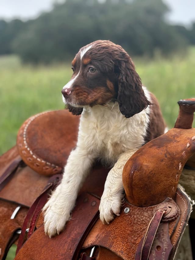 English Springer Spaniel Puppies media 2