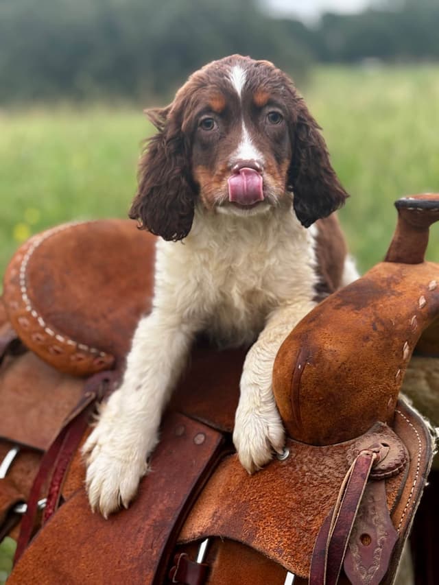 English Springer Spaniel Puppies media 3