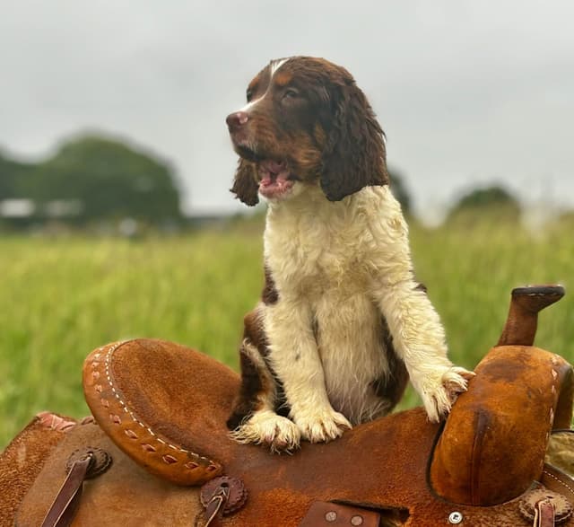 English Springer Spaniel Puppies media 4