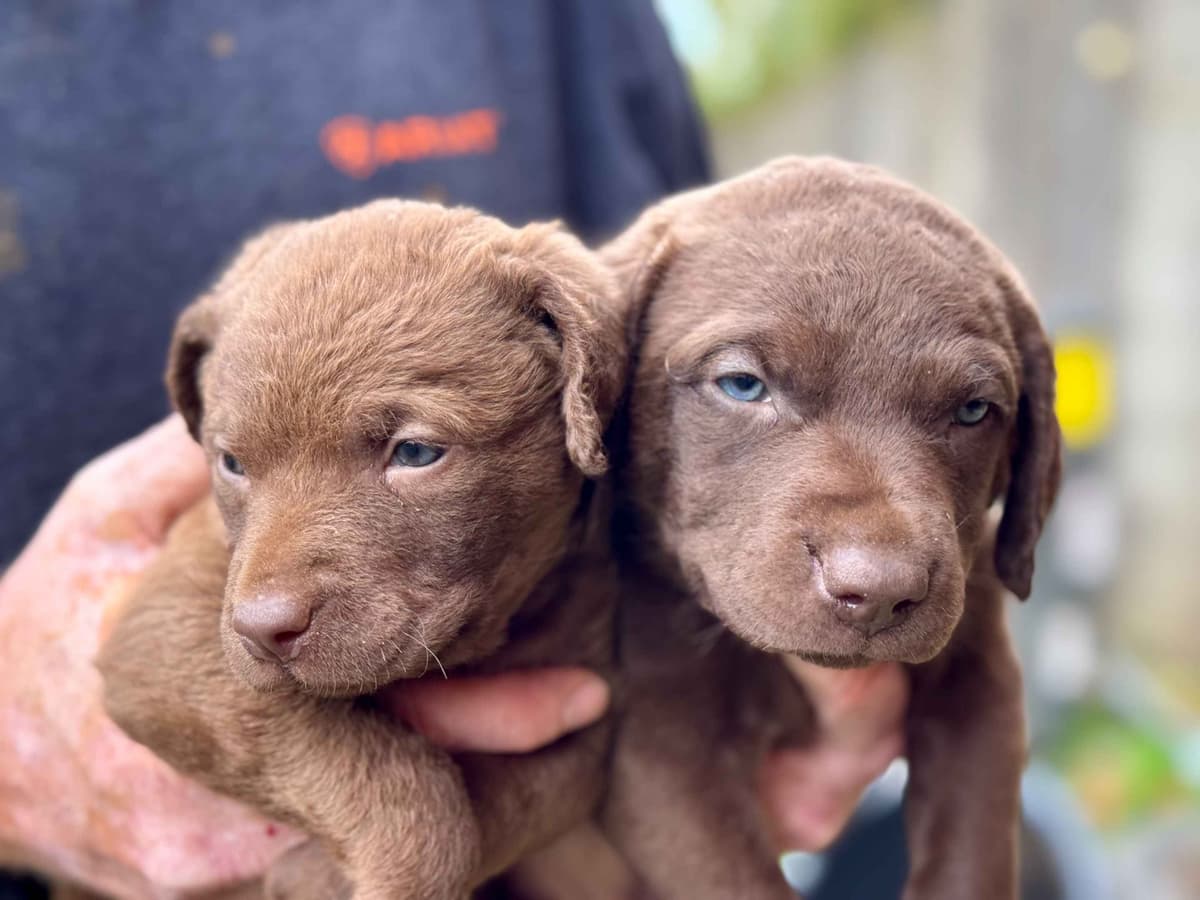 From the duck blind to your living room these pups are your dream come breeder image 4