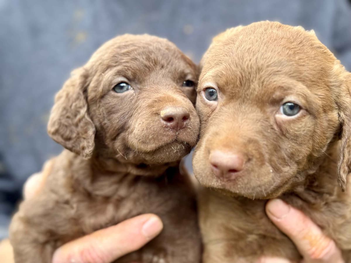 From the duck blind to your living room these pups are your dream come breeder image 3