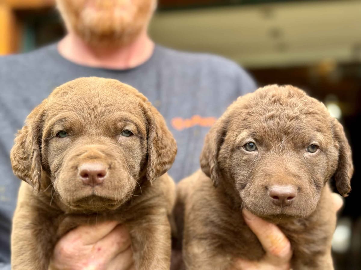 From the duck blind to your living room these pups are your dream come breeder image 1