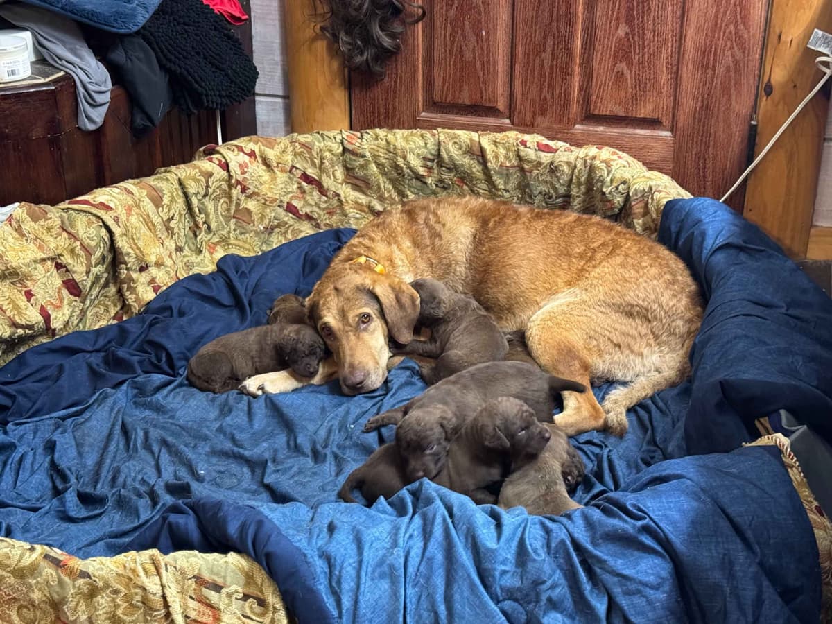From the duck blind to your living room these pups are your dream come breeder image 6