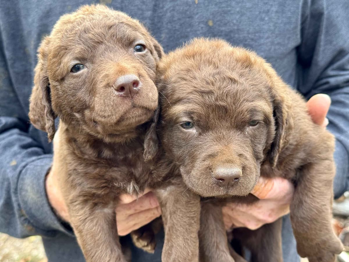 From the duck blind to your living room these pups are your dream come breeder image 5