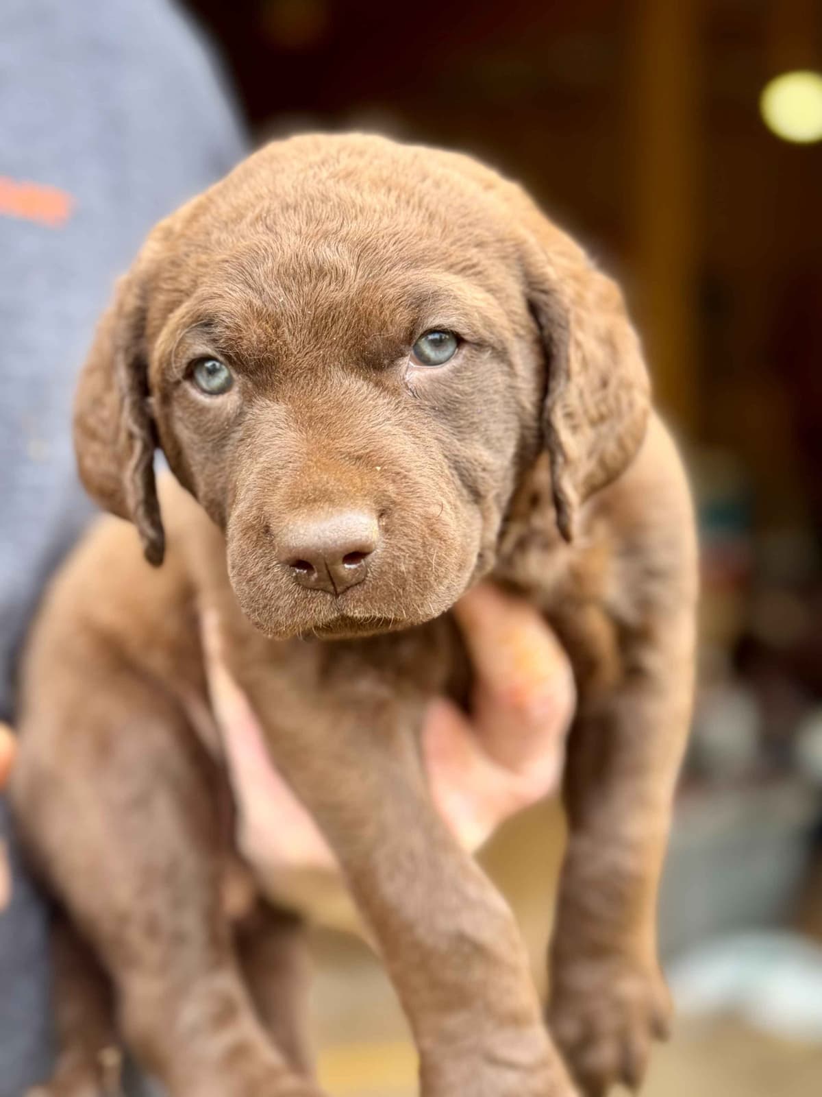 From the duck blind to your living room these pups are your dream come breeder image 2