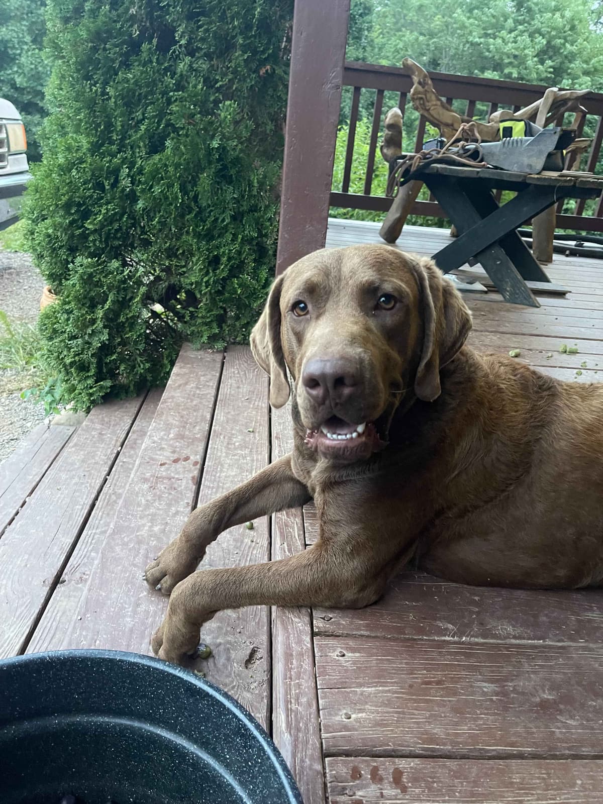 From the duck blind to your living room these pups are your dream come breeder image 8