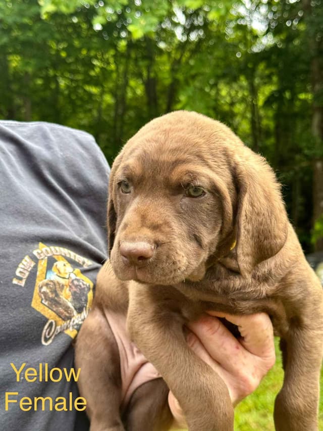 From the duck blind to your living room these pups are your dream come media 2