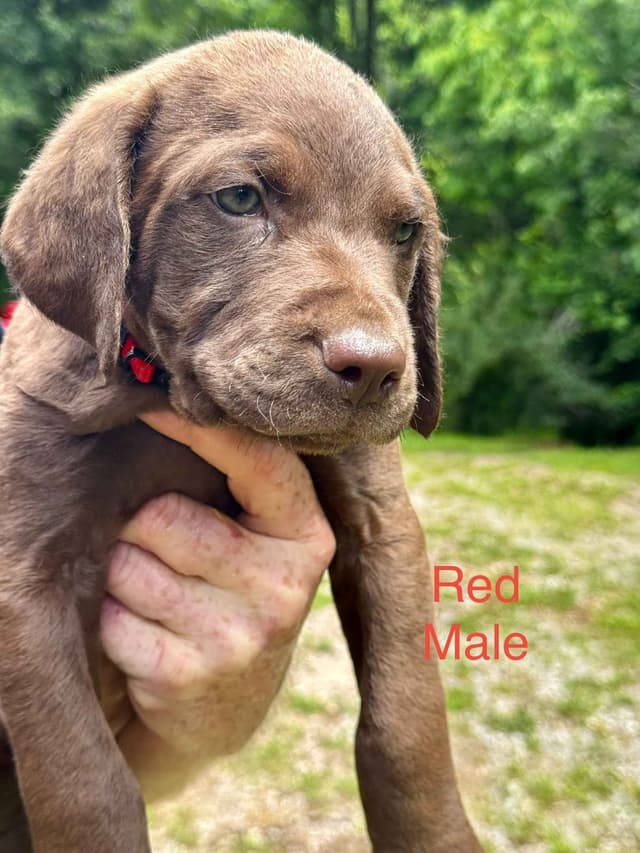 From the duck blind to your living room these pups are your dream come media 3