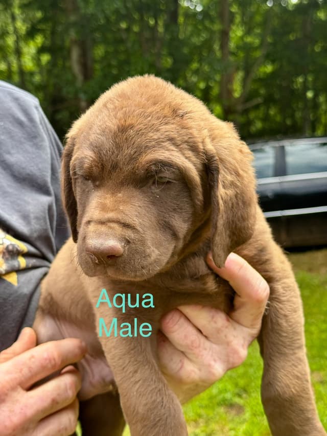 From the duck blind to your living room these pups are your dream come media 4