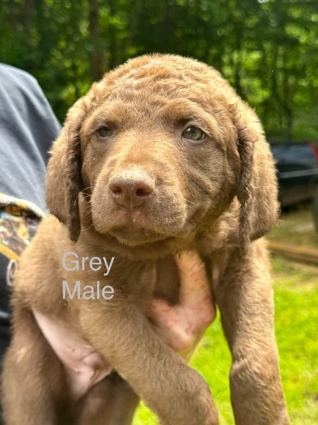 From the duck blind to your living room these pups are your dream come media 5