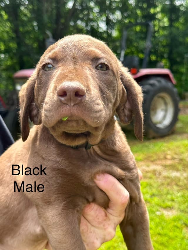 From the duck blind to your living room these pups are your dream come media 6