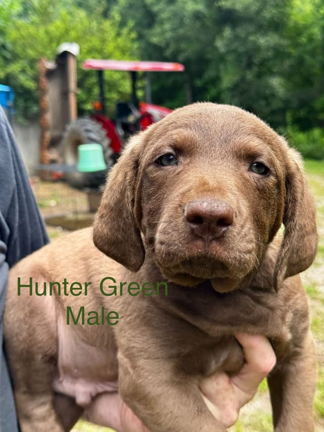 From the duck blind to your living room these pups are your dream come media 8
