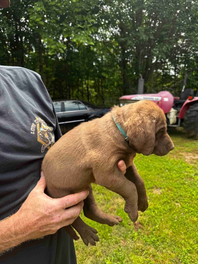 From the duck blind to your living room these pups are your dream come media 9