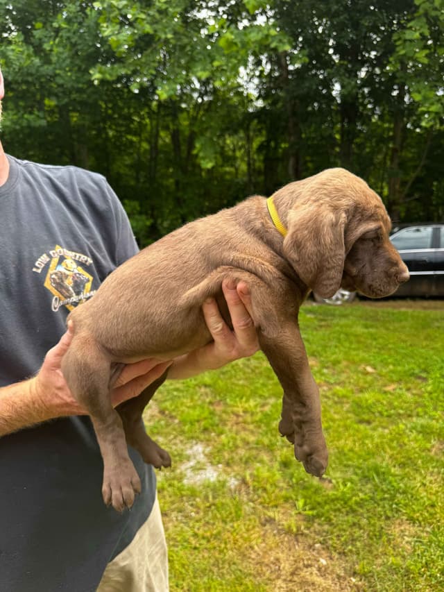 From the duck blind to your living room these pups are your dream come media 10