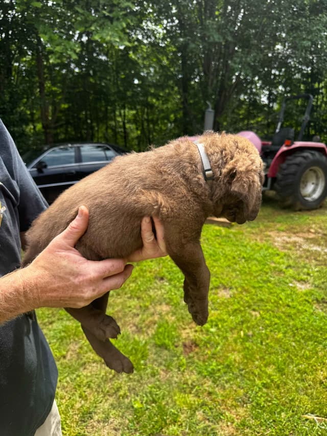 From the duck blind to your living room these pups are your dream come media 12