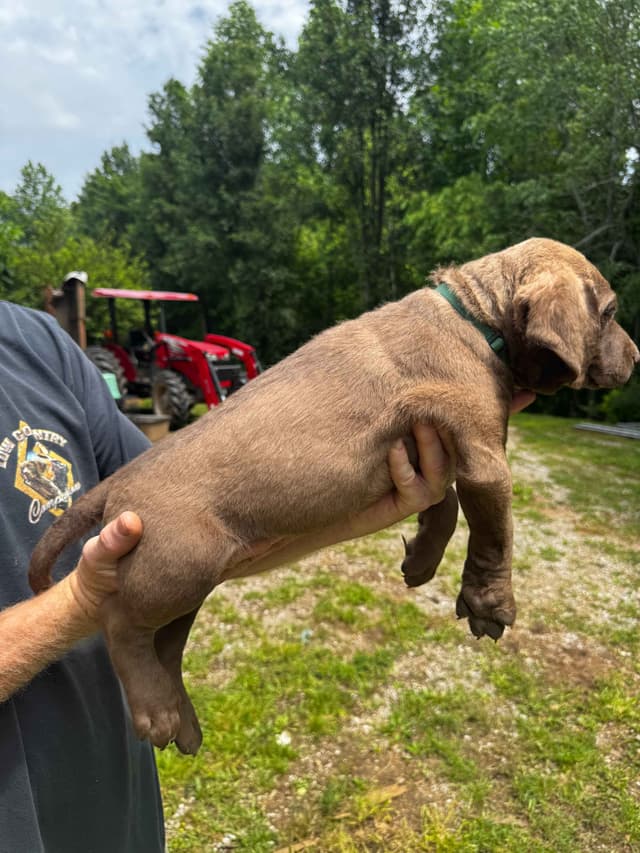From the duck blind to your living room these pups are your dream come media 13