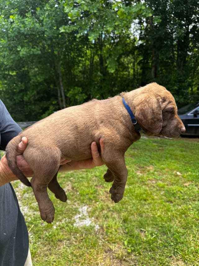 From the duck blind to your living room these pups are your dream come media 15