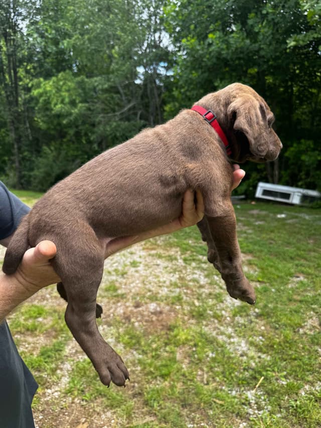 From the duck blind to your living room these pups are your dream come media 16