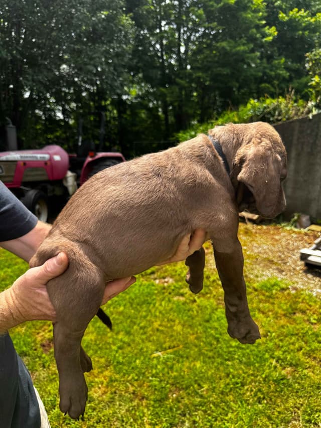 From the duck blind to your living room these pups are your dream come media 14